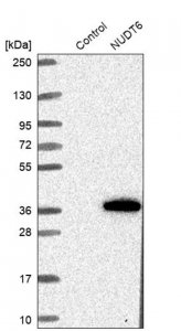 Anti-NUDT6 antibody produced in rabbit 
