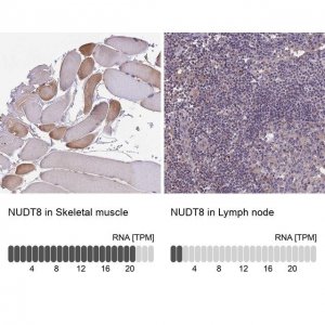 Anti-NUDT8 antibody produced in rabbit 