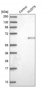 Anti-NUDT9 antibody produced in rabbit 