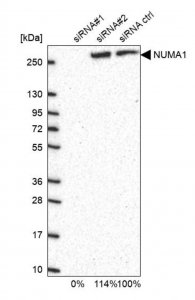 Anti-NUMA1 antibody produced in rabbit HPA019841-100UL