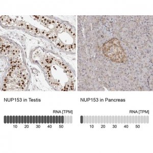 Anti-NUP153 antibody produced in rabbit 