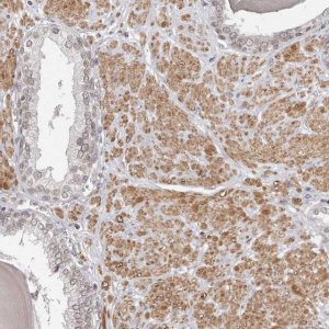 Anti-NUP153 antibody produced in rabbit 