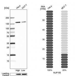 Anti-NUP155 antibody produced in rabbit 