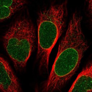 Anti-NUP155 antibody produced in rabbit 
