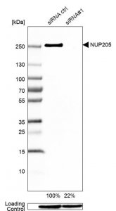 Anti-NUP205 antibody produced in rabbit 