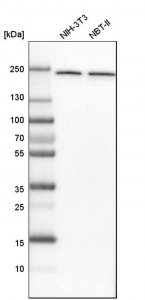 Anti-NUP205 antibody produced in rabbit 