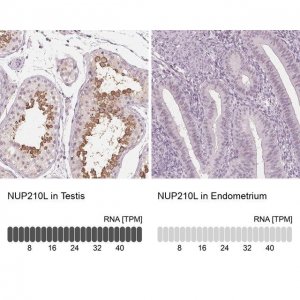 Anti-NUP210L antibody produced in rabbit 