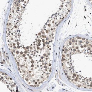 Anti-NUP35 antibody produced in rabbit 