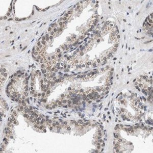 Anti-NUP35 antibody produced in rabbit 
