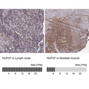 Anti-NUP37 antibody produced in rabbit HPA073708-100UL