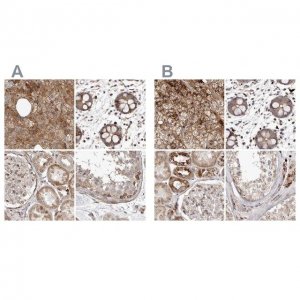 Anti-NUP43 antibody produced in rabbit 