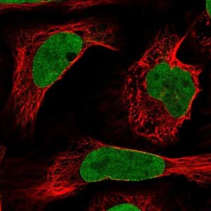 Anti-NUP50 antibody produced in rabbit 