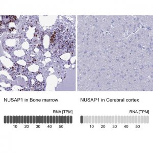 Anti-NUSAP1 antibody produced in rabbit 