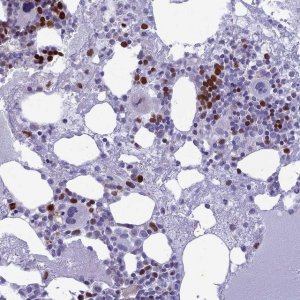 Anti-NUSAP1 antibody produced in rabbit 
