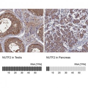 Anti-NUTF2 antibody produced in rabbit 