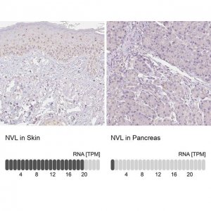 Anti-NVL antibody produced in rabbit HPA028224-100UL