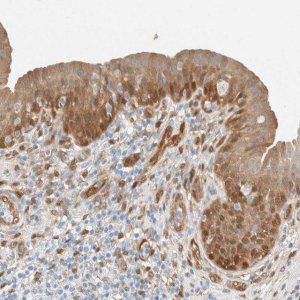 Anti-NXN antibody produced in rabbit 