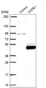 Anti-NXPE1 antibody produced in rabbit 