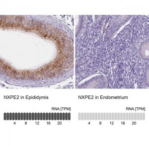Anti-NXPE2 antibody produced in rabbit 