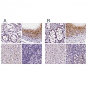 Anti-NXPE2 antibody produced in rabbit 