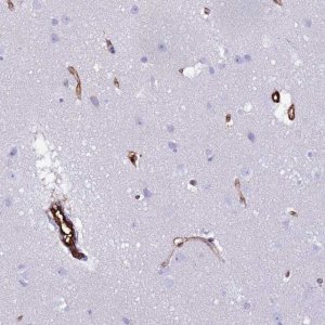 Anti-NXPH1 antibody produced in rabbit 