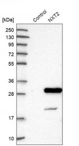 Anti-NXT2 antibody produced in rabbit 