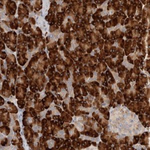 Anti-NXT2 antibody produced in rabbit 