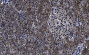 Anti-O-GlcNAc Transferase Antibody, clone 1O19 ZooMAb Rabbit Monoclonal 