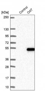 Anti-OAT antibody produced in rabbit 