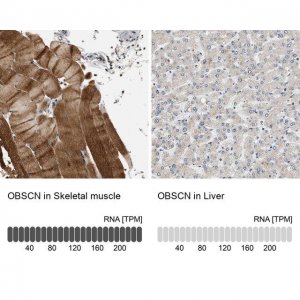Anti-OBSCN antibody produced in rabbit 