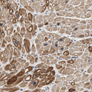 Anti-OBSCN antibody produced in rabbit 