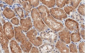 Anti-Occludin Antibody, clone 1C17 ZooMAb Rabbit Monoclonal 