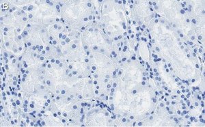 Anti-Occludin Antibody, clone 1C17 ZooMAb Rabbit Monoclonal 