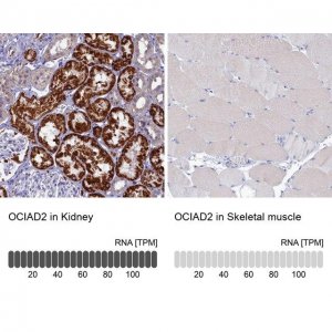 Anti-OCIAD2 antibody produced in rabbit 