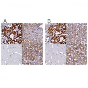 Anti-OCIAD2 antibody produced in rabbit 