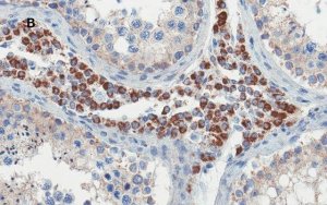 Anti-OCT4 Antibody, clone 4N8, ZooMAb Rabbit Monoclonal 