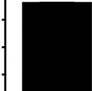 Anti-ODF2 antibody produced in rabbit 