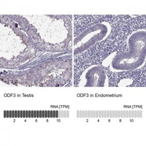Anti-ODF3 antibody produced in rabbit 