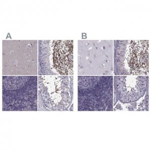 Anti-ODF3 antibody produced in rabbit 