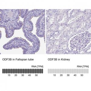 Anti-ODF3B antibody produced in rabbit 