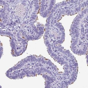 Anti-ODF3B antibody produced in rabbit 
