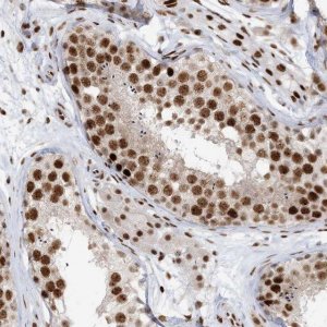 Anti-OFCC1 antibody produced in rabbit 