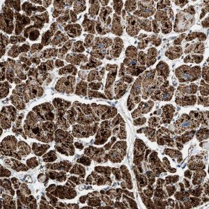 Anti-OGDH antibody produced in rabbit 