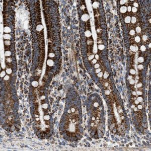 Anti-OGDH antibody produced in rabbit 