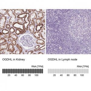 Anti-OGDHL antibody produced in rabbit 