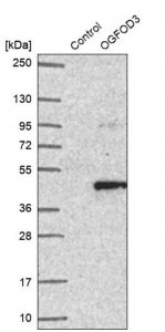 Anti-OGFOD3 antibody produced in rabbit 