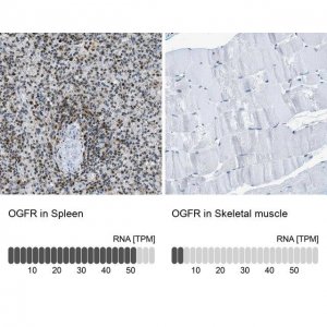 Anti-OGFR antibody produced in rabbit 
