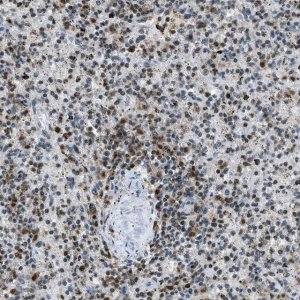 Anti-OGFR antibody produced in rabbit 