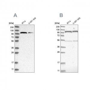 Anti-OGT antibody produced in rabbit 