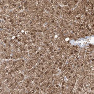 Anti-OGT antibody produced in rabbit 